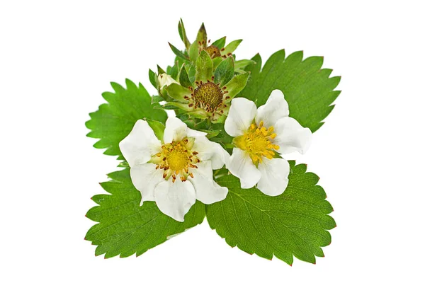 Strawberry Flower Leaf Isolated White — Stock Photo, Image