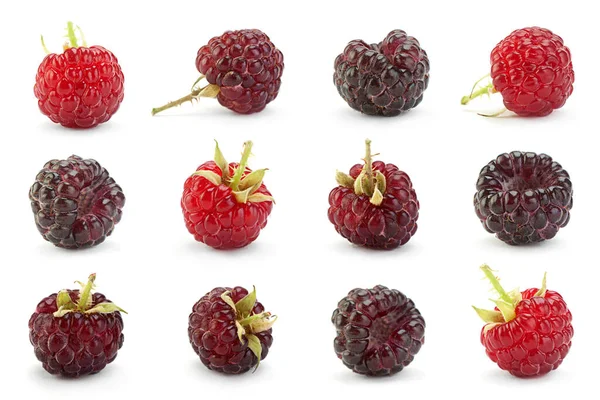 Cumberland Frucht Hybrid Himbeere Und Brombeere Auf Weiß — Stockfoto