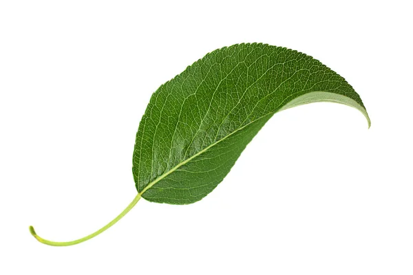 Feuille Poire Gros Plan Isolée Sur Fond Blanc — Photo