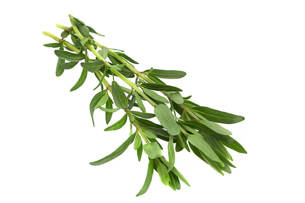 Tarragon Foglia Mazzo Primo Piano Isolato Sfondo Bianco — Foto Stock