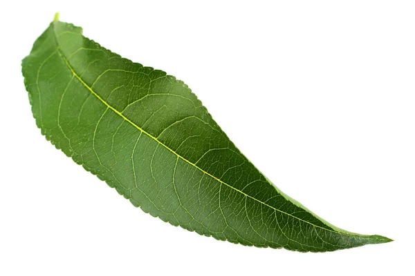 Nectarine Fruit Closeup Leaf Isolated White Background — Stock Photo, Image