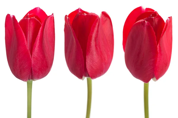 Red Tulip Flower Blossom Isolated White — Stock Photo, Image