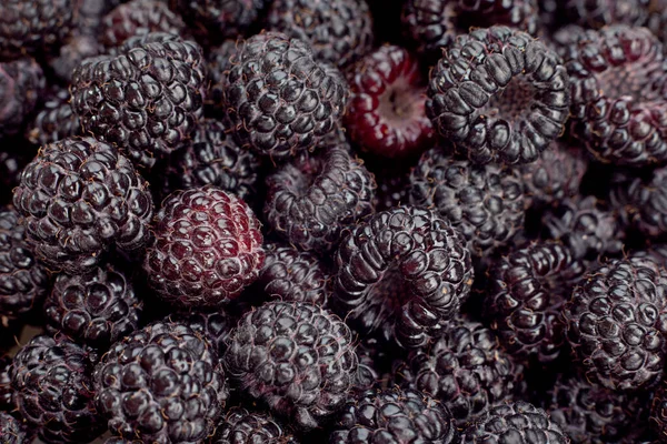 Cumberland Framboise Mûre Gros Plan Détail Fond — Photo