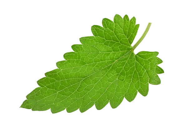 Catnip Lemon Mint Leaf Cloesup Isoliert Auf Weißem Hintergrund — Stockfoto