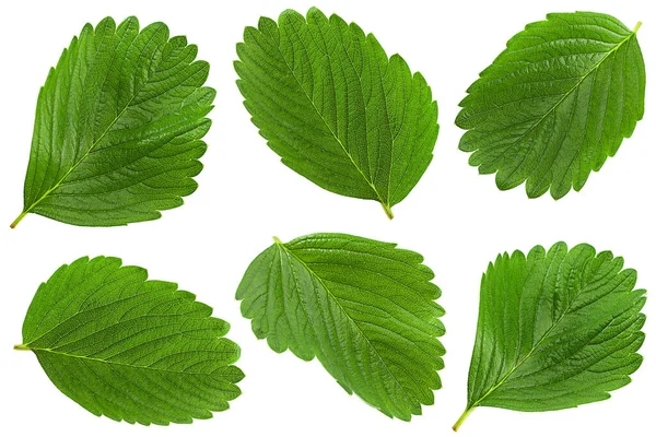 Conjunto Primer Plano Hoja Fresa Aislado Sobre Fondo Blanco —  Fotos de Stock