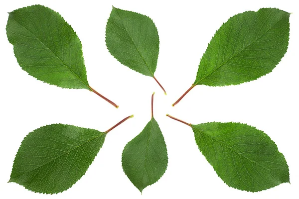 Cherry Leaf Closeup Isolated White Background — Stock Photo, Image