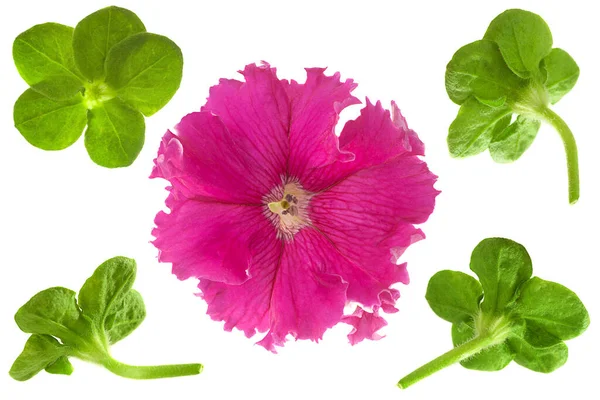 Cabeza Flor Petunia Con Flecos Con Conjunto Hojas Aisladas Fondo — Foto de Stock