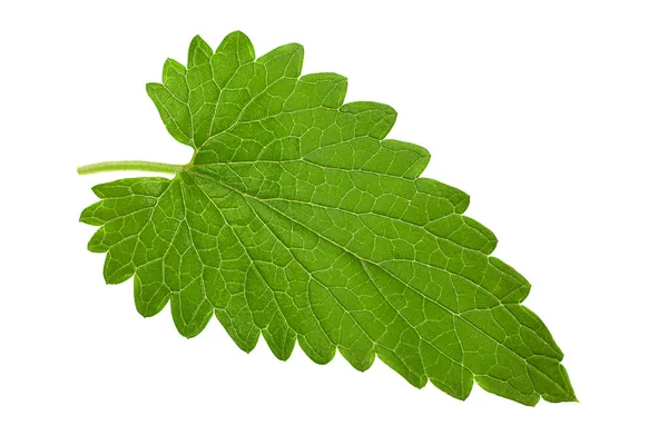 Catnip Limón Menta Hoja Cloesup Aislado Sobre Fondo Blanco —  Fotos de Stock