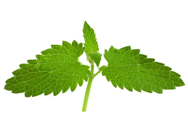 Catnip Lemon Mint Daun Cloesup Terisolasi Pada Latar Belakang Putih — Stok Foto