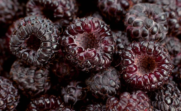 Cumberland Framboise Mûre Gros Plan Détail Fond — Photo