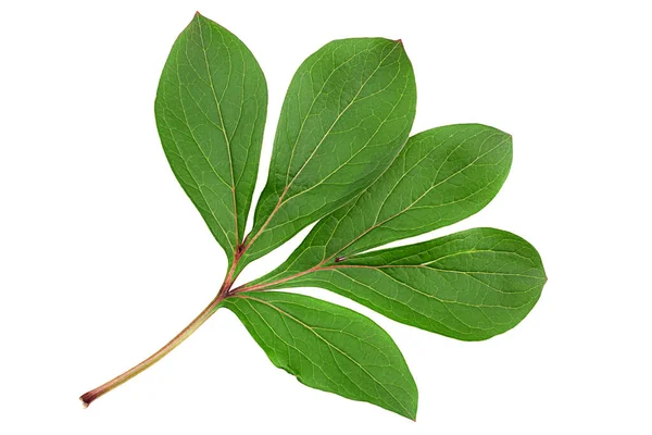 Peon Fleur Feuille Gros Plan Isolé Sur Fond Blanc Images De Stock Libres De Droits