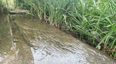 Sazlıklar, taşlar ve su