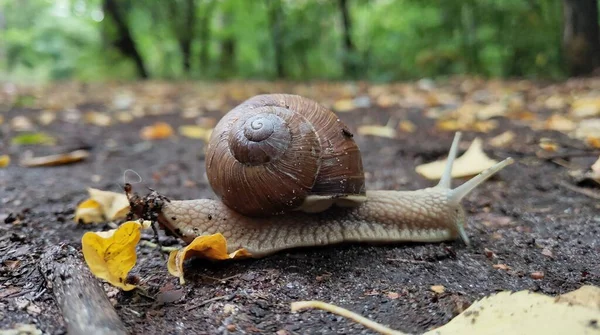 Snail Autumn Forest — Stock Photo, Image