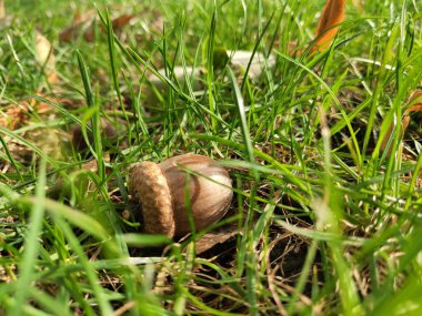 Bahçedeki meşe palamudu