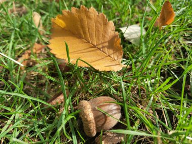 Bahçedeki meşe palamudu ve sarı yaprak.