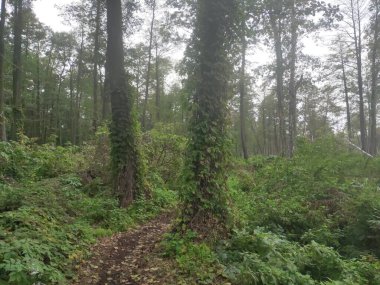 Ormanda sarmaşıklı büyük ağaçlar