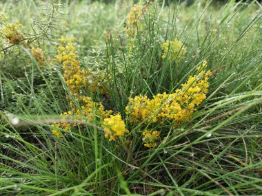 Şafakta çimlerde çiy var.