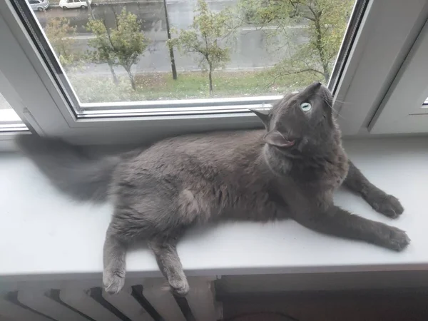 Graue Katze Auf Der Fensterbank Bei Regenwetter — Stockfoto