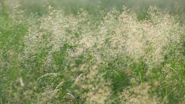 Groen Gras Blazen Wind Een Zonnige Dag — Stockvideo