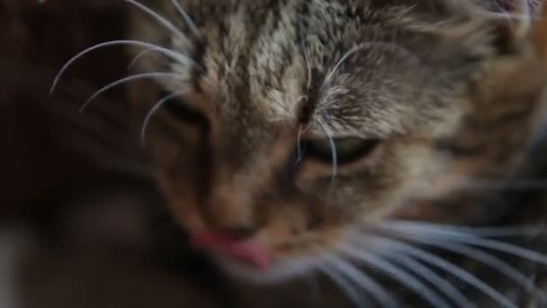Chat gris se réveille et bâille 
