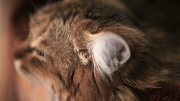 Striped Cat Turns Its Head Looks Camera — Stock Video