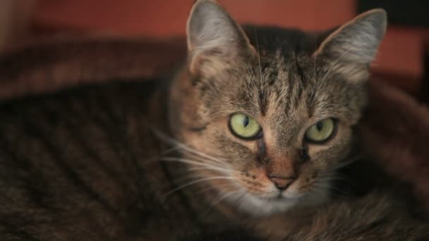 Kočka Při Pohledu Fotoaparát Lízání Himse — Stock video