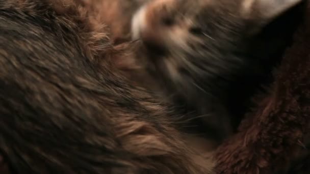 Carino Gatto Leccarsi — Video Stock