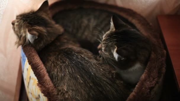 Two Cats Lie Bed One Licks Other Takes Pleasure — Stock Video