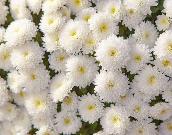 Strauß weißer Chrysanthemenblüten — Stockfoto