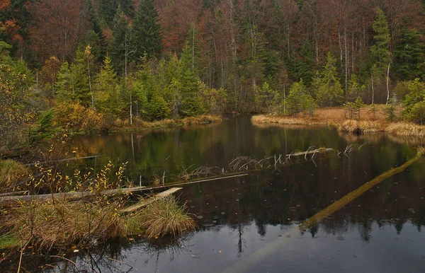 Göl Scape Şafakta Ağaçlarda Canlı Sonbahar Renkleri — Stok fotoğraf