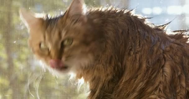 湿猫洗澡后舔自己 — 图库视频影像