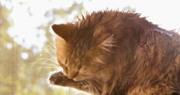 Wet Cat Licks Her Paw Bath — Stock Video