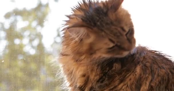 Islak Kedi Kendini Banyodan Sonra Yalıyor — Stok video