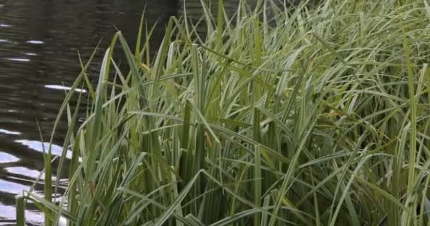Les plantes de roseau se rapprochent au-dessus de la rive du lac de lande saison estivale 