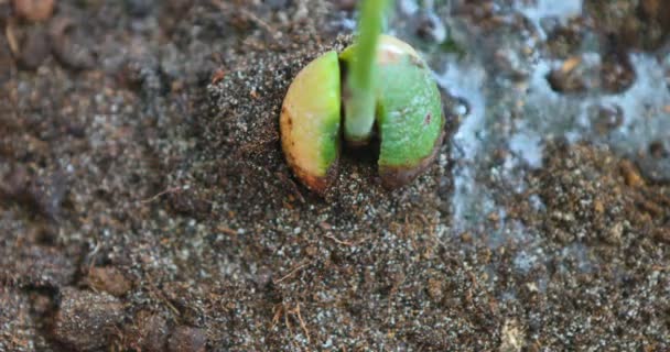 Planting Seedlings Avocado Watering Them — Stock Video