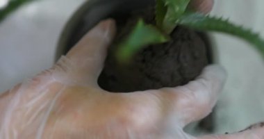 Aloe dikim bir kadın