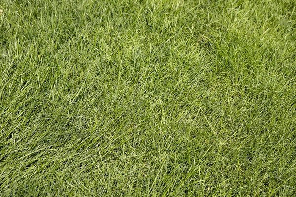 Красивая зеленая трава — стоковое фото