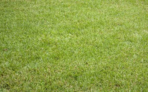 Green meadow or lawn — Stock Photo, Image
