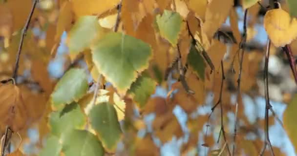 Gyllene Blad Fladdrar Vinden Höstlig Skog — Stockvideo