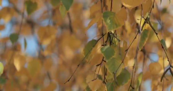 Goldene Blätter Flattern Wind Einem Herbstlichen Wald — Stockvideo