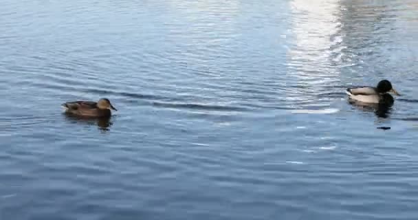 Canards Nagent Sur Lac — Video