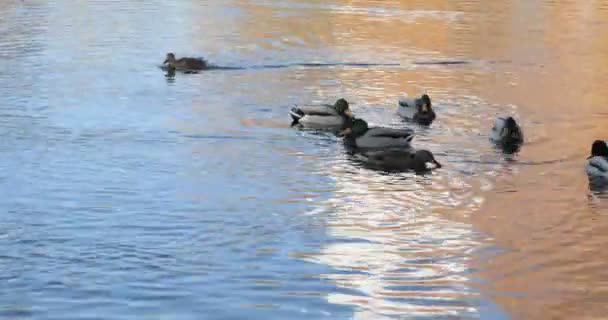Качки Плавають Озері — стокове відео