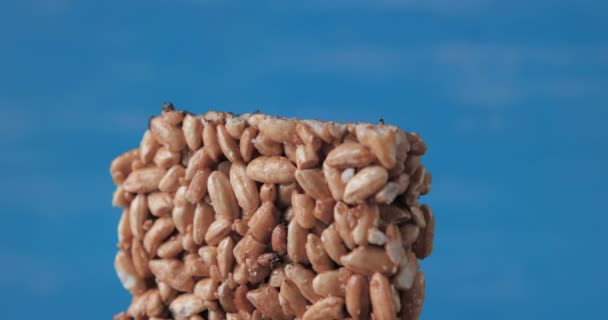 ヒマワリの種とキャラメル砂糖から作られたお菓子コジナキ — ストック動画