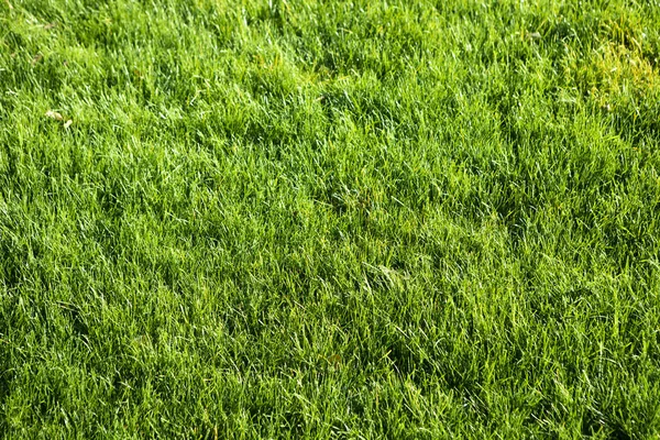 Background of a green grass — Stock Photo, Image