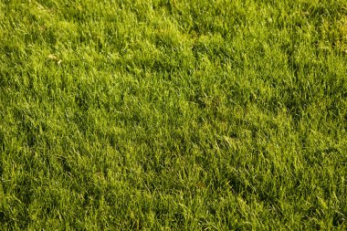 arka planı yeşil çimen 