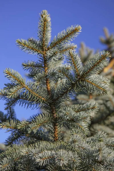 Blue spruce wth céu azul — Fotografia de Stock