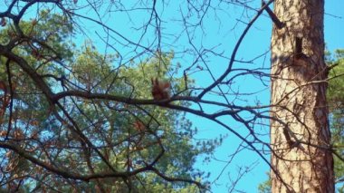 Kırmızı Sincap yeme oturma üzerinde bir Tree Trunk