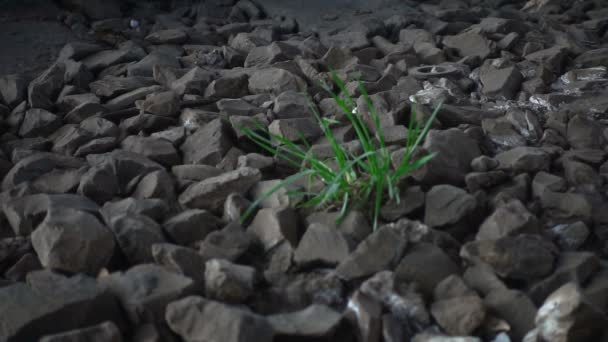 绿草在风口浪尖上摇曳在石头中 — 图库视频影像