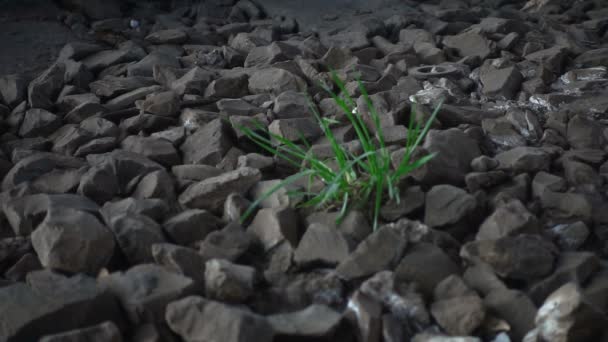 Césped Verde Balanceándose Viento Entre Las Piedras — Vídeo de stock