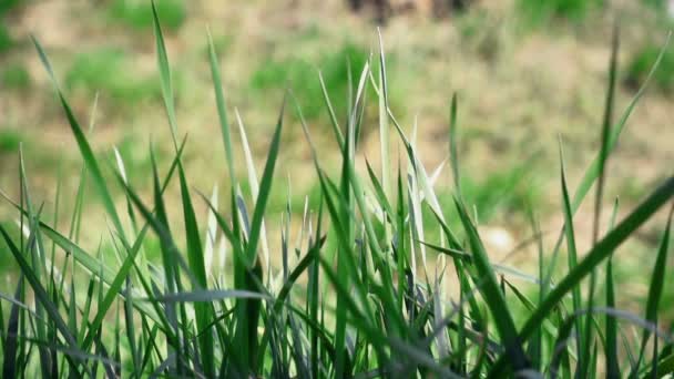 Herbe verte se balançant dans le vent. Moteur lent, 240 ips 